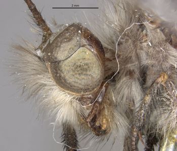 Media type: image;   Entomology 10528 Aspect: head lateral view